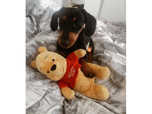 Dachshund